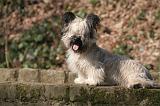 SKYE TERRIER 083